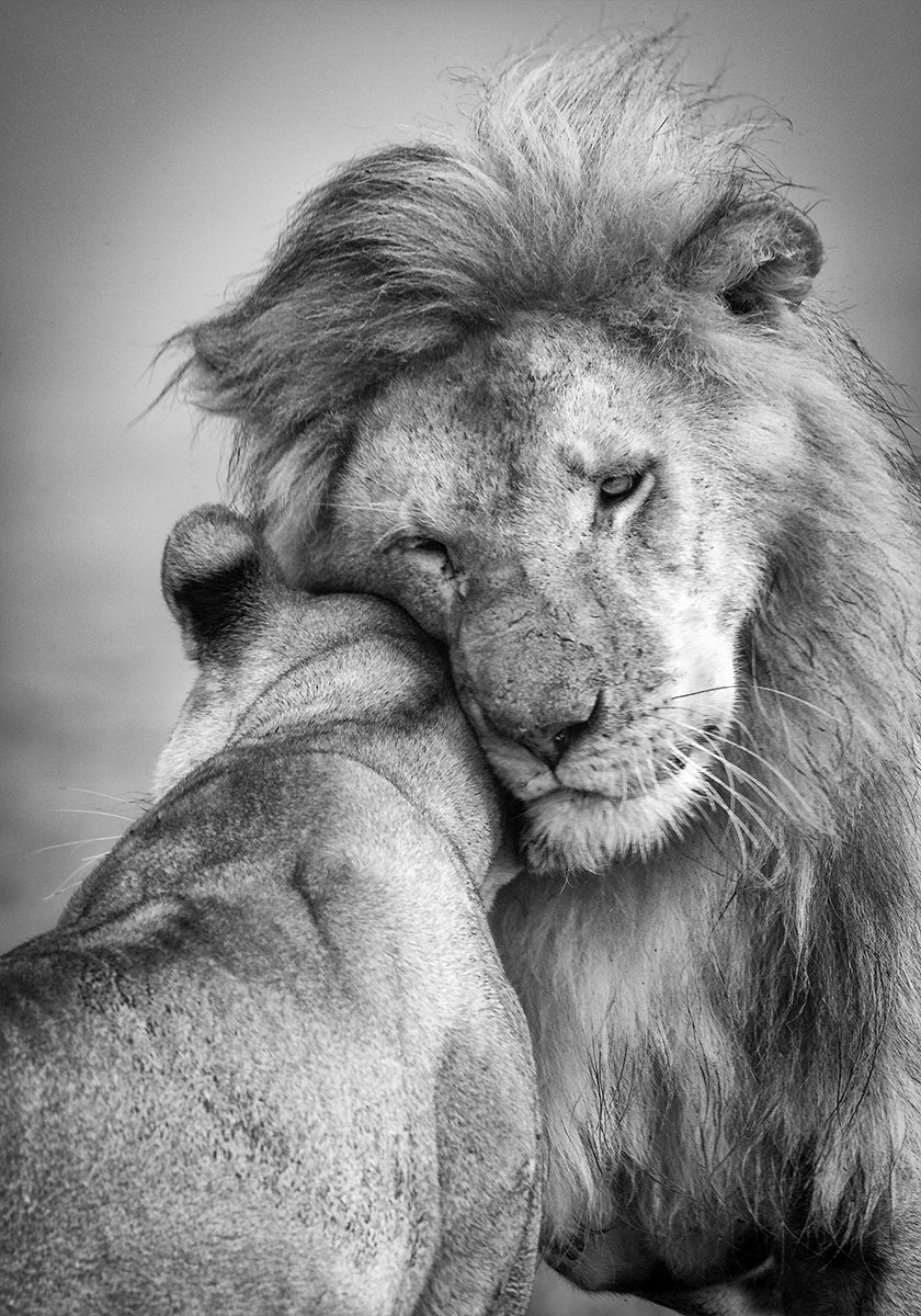 Afrikkalainen rakkaus! Juliste