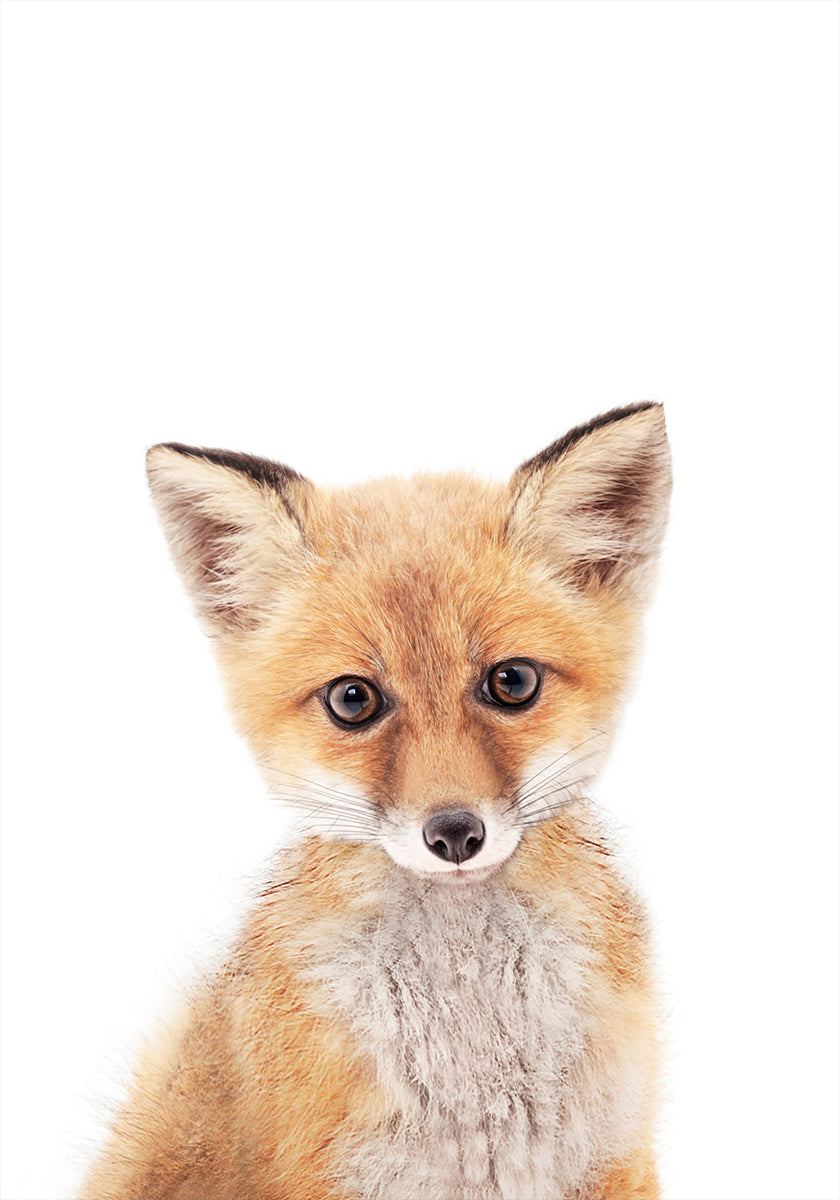 Baby Fox -juliste