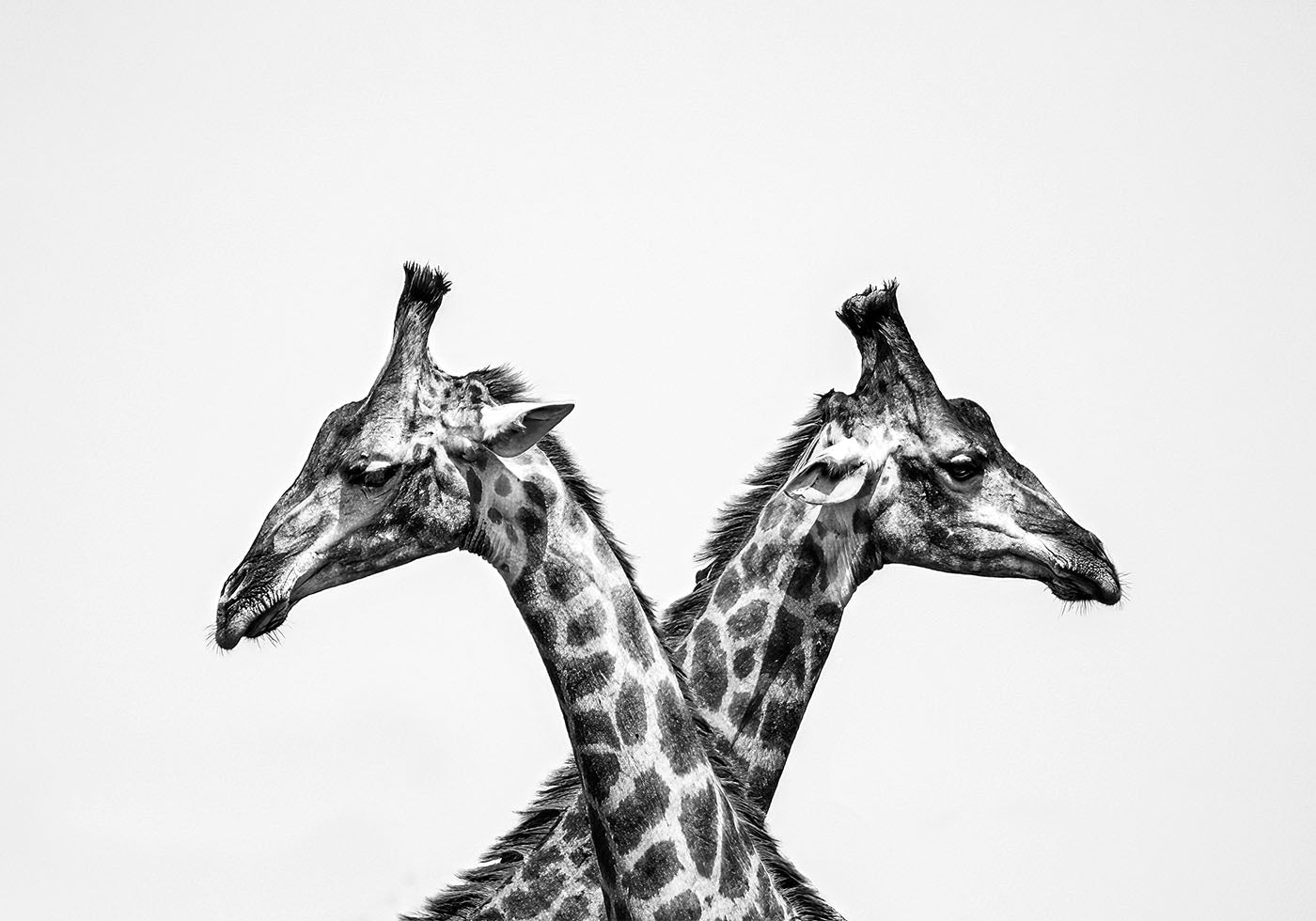 Two Giraffes Plakat - Posterbox.dk