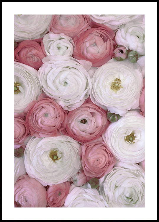 Scattered ranunculus in muted pink II Plakat - Posterbox