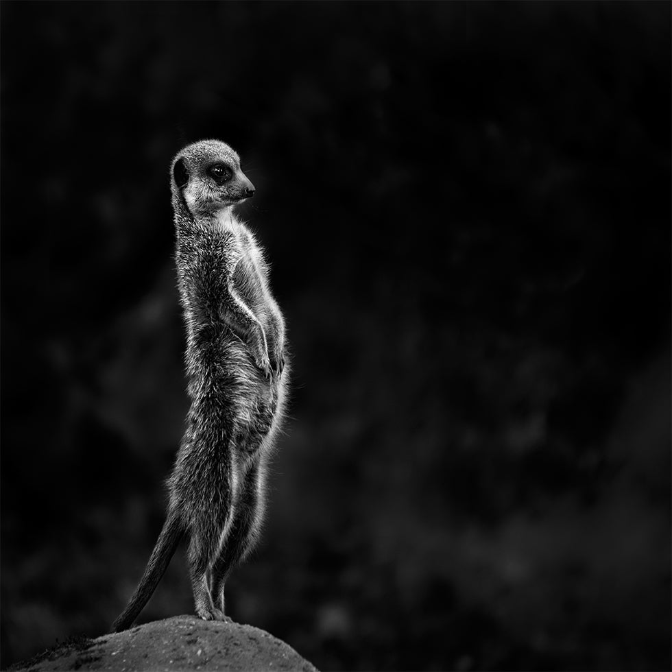 Meerkat juliste
