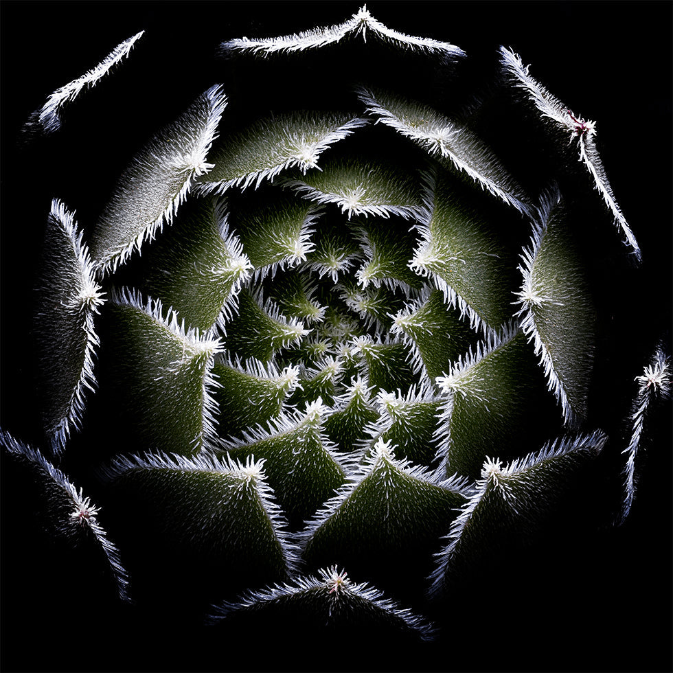 Sempervivum Rosette -juliste