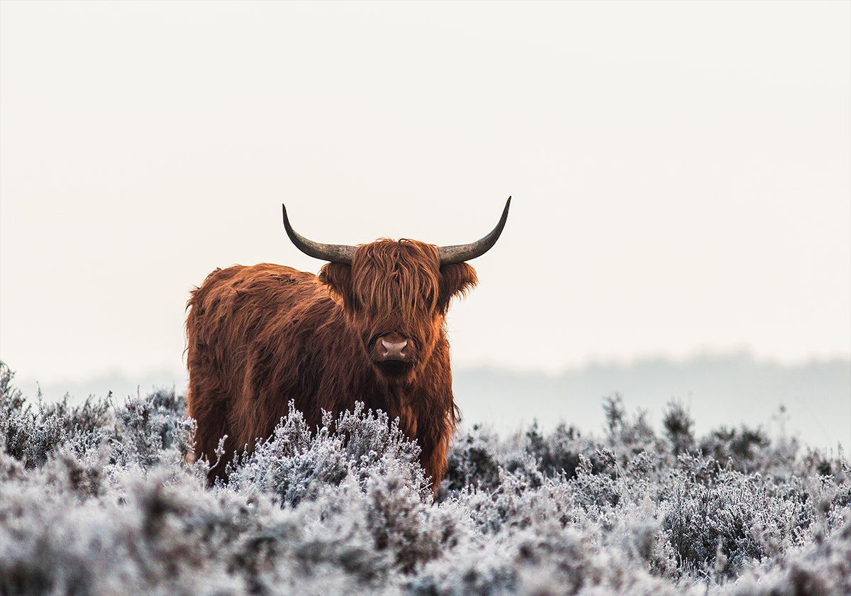 Highlander-juliste