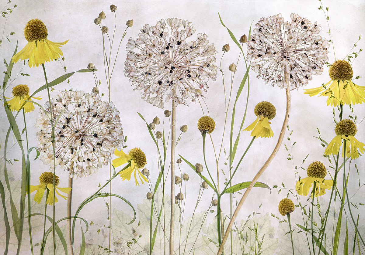 Alliumit ja Heleniums -juliste