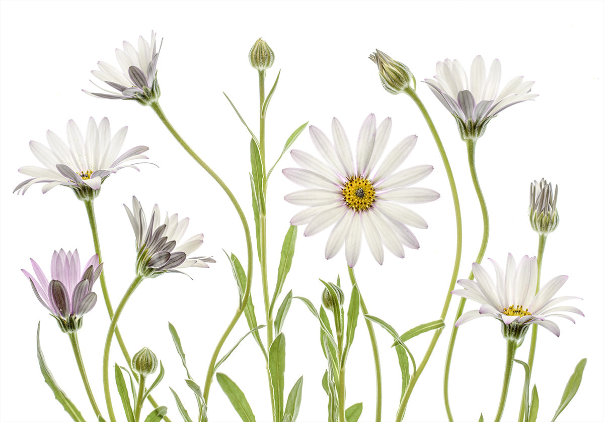 Cape Daisies -juliste