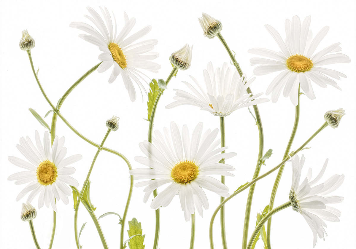 Ox eye Daisies -juliste