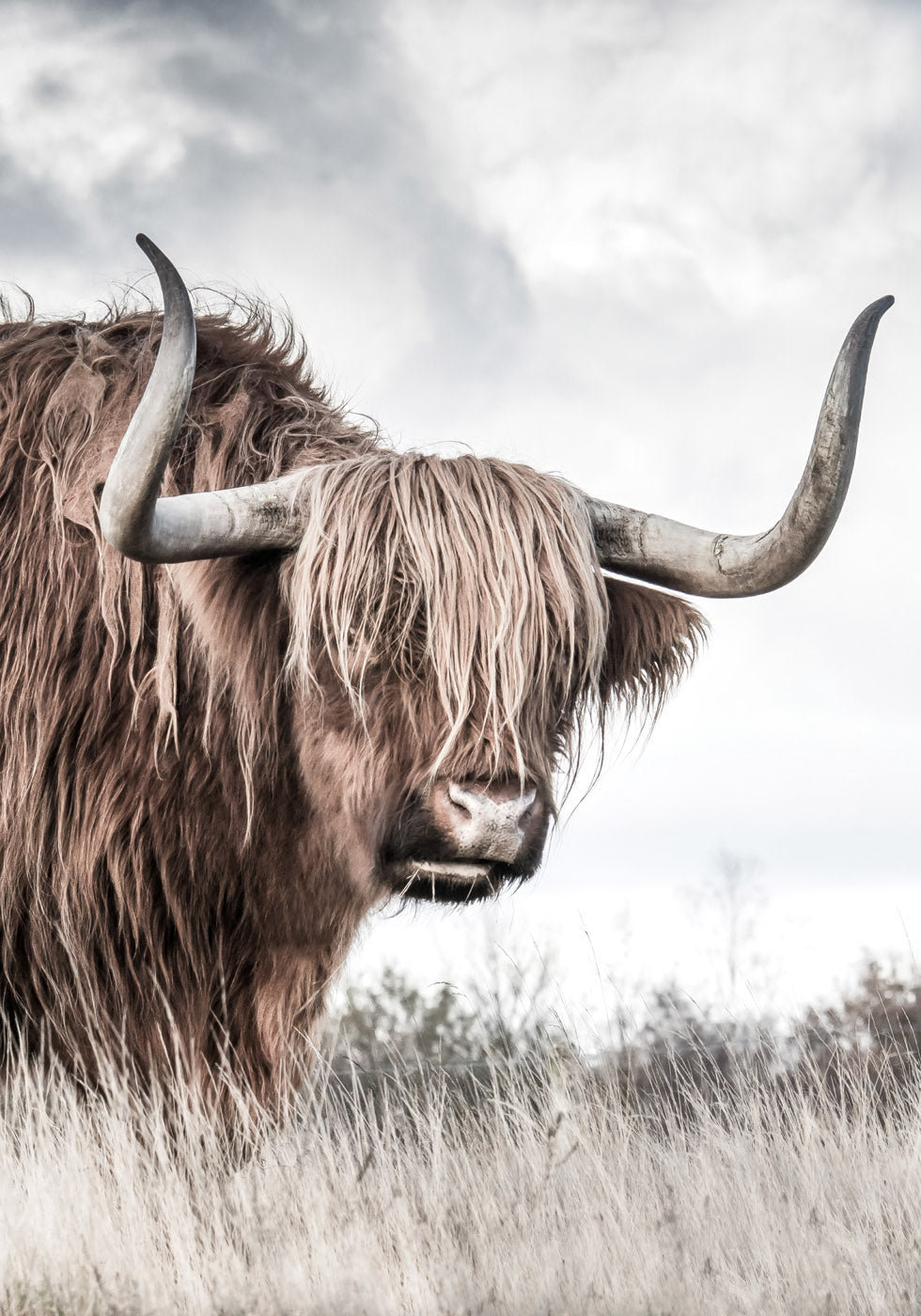 Highland Cattle Plakat - Posterbox.no