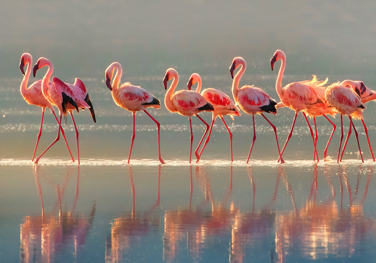Flamingo juliste