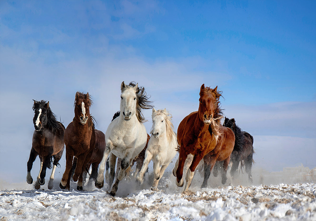 Mongolian hevoset