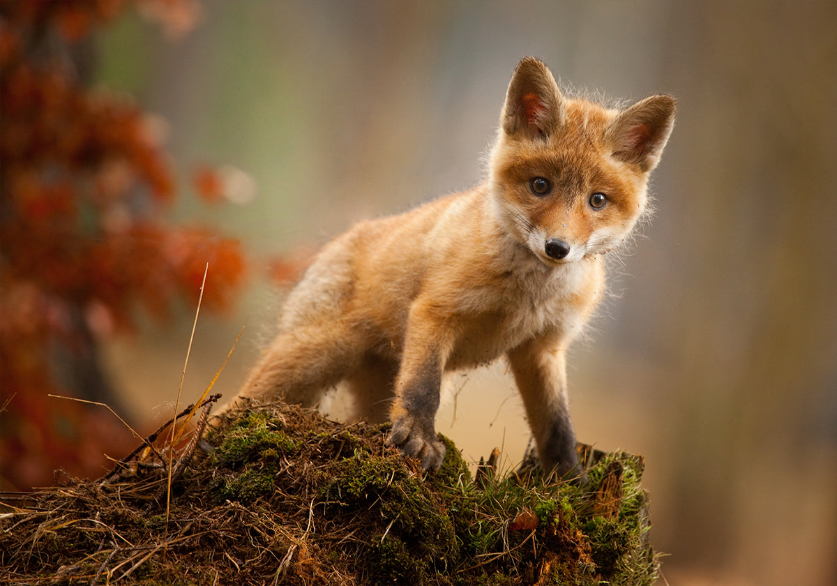 Fox-juliste