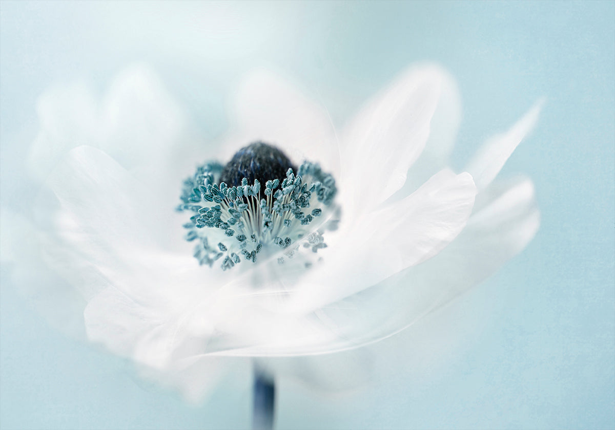 Candy floss -juliste