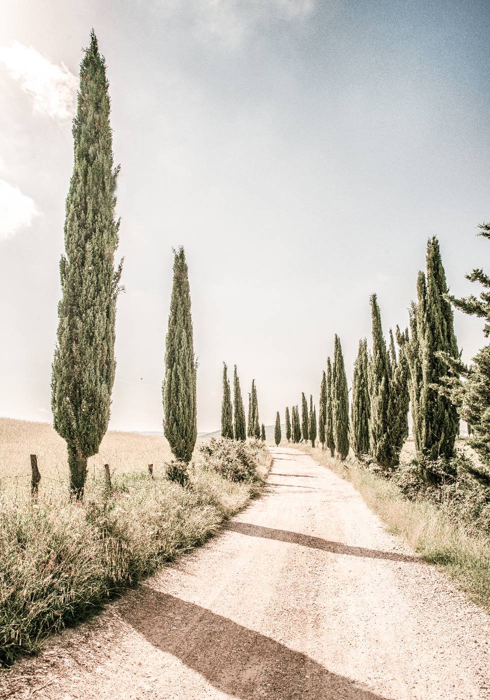 Cypress Tree Alley Plakat - Posterbox.no