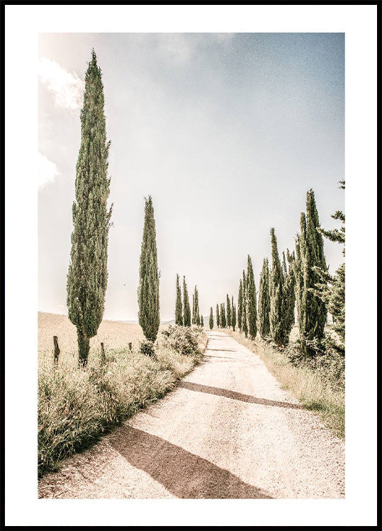 Cypress Tree Alley Plakat - Posterbox.no