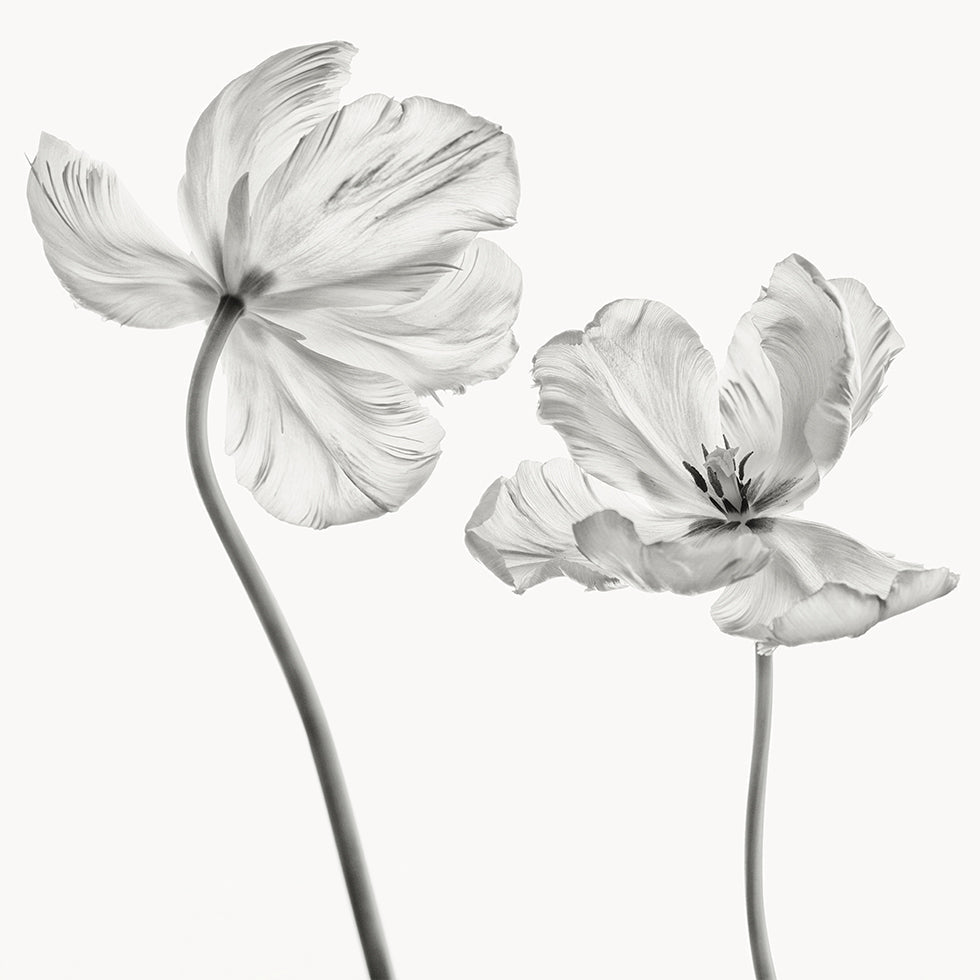 Sama tulppaanijuliste