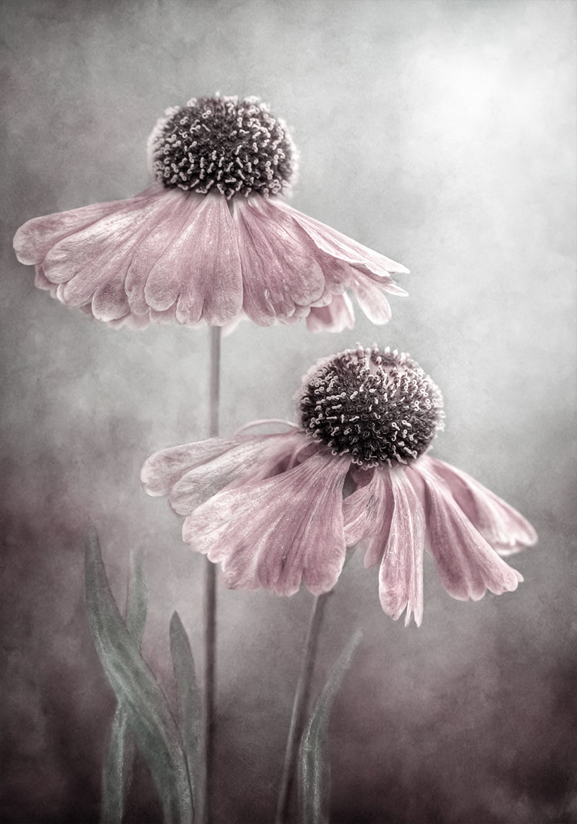 Duet juliste