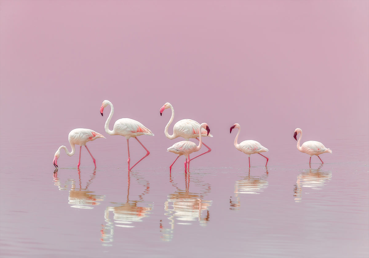 Flamingos juliste