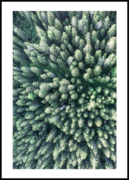 Forest From Above Plakat - Posterbox.no