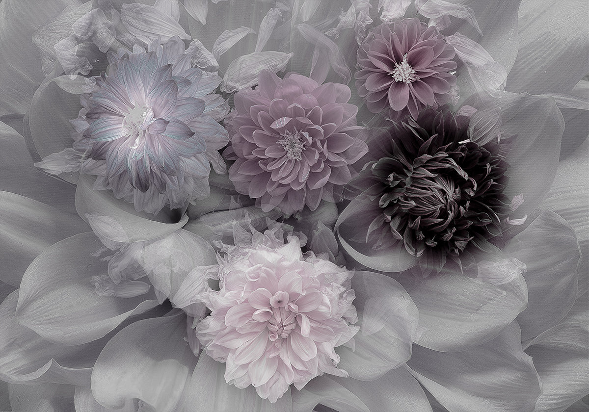 Dahlia unelma