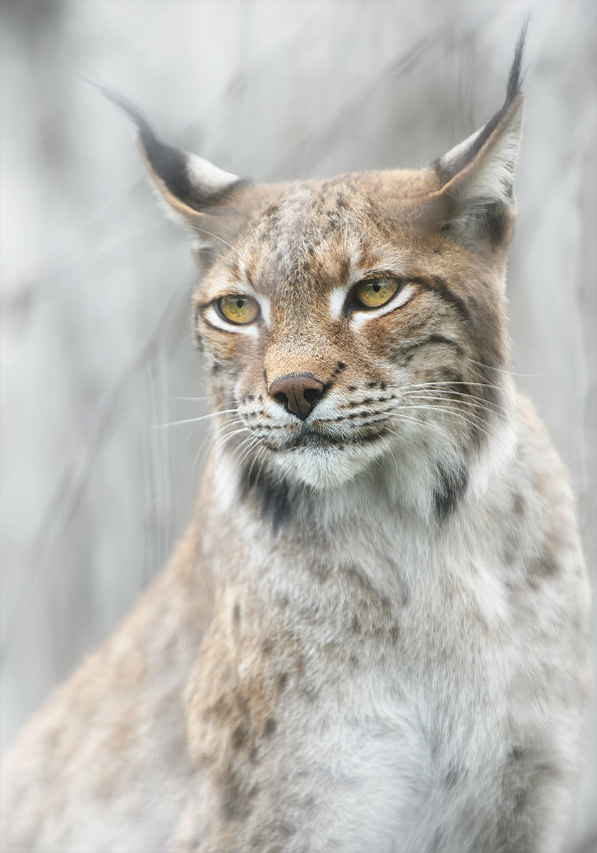 Ilves muotokuva sumussa Juliste