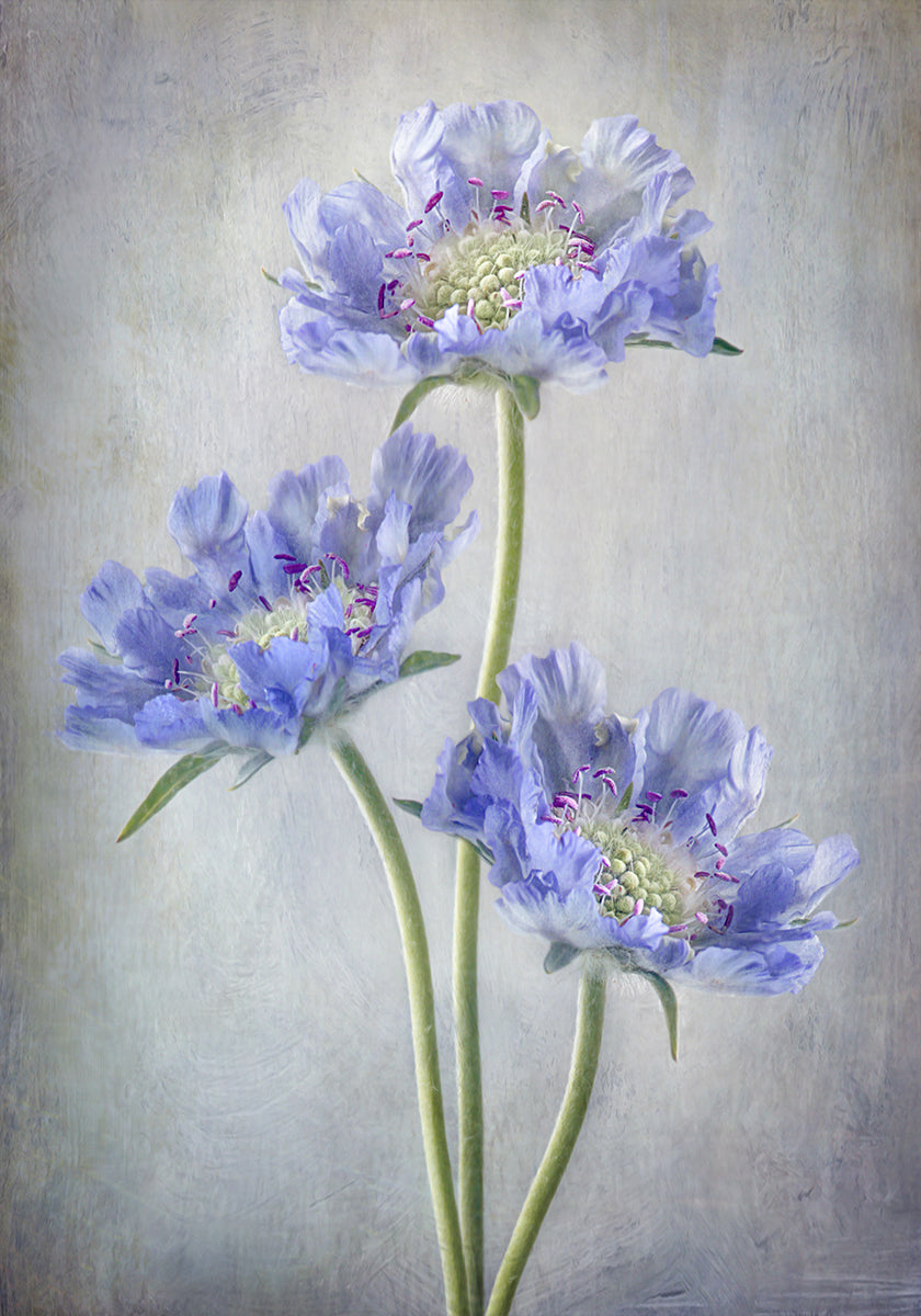 Scabiosa juliste