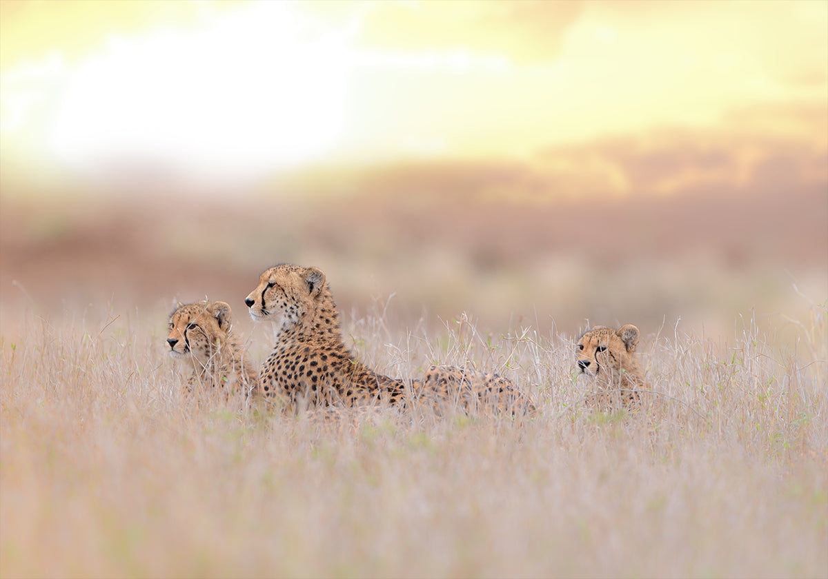 Cheetah Family -juliste