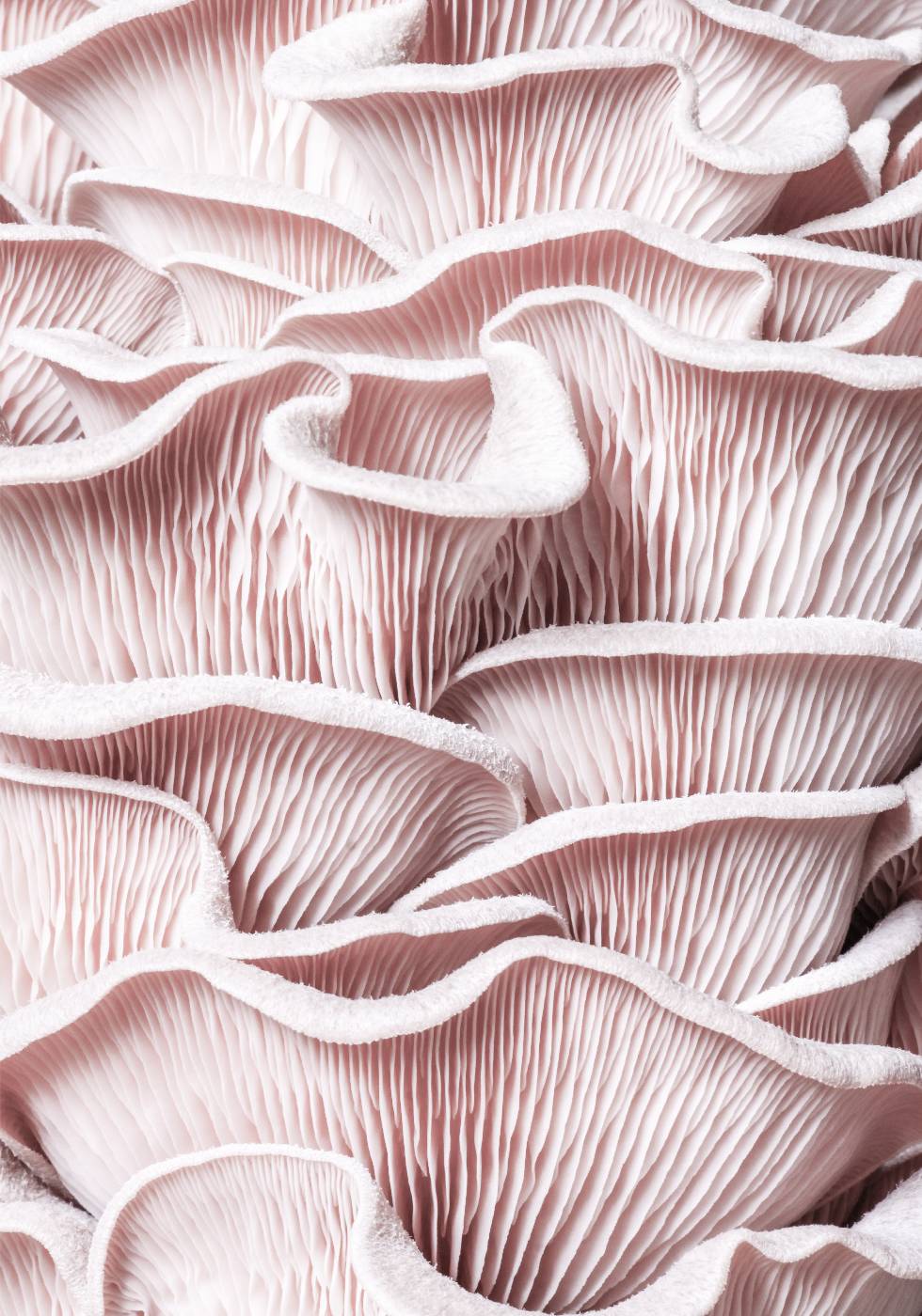 Pink Oyster Mushroom Macro Plakat - Posterbox.no