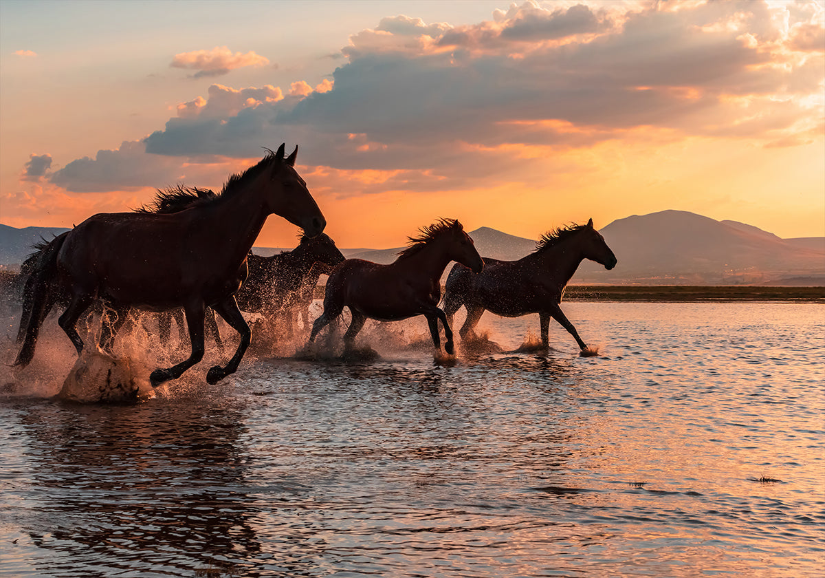 WATER HORSES Juliste