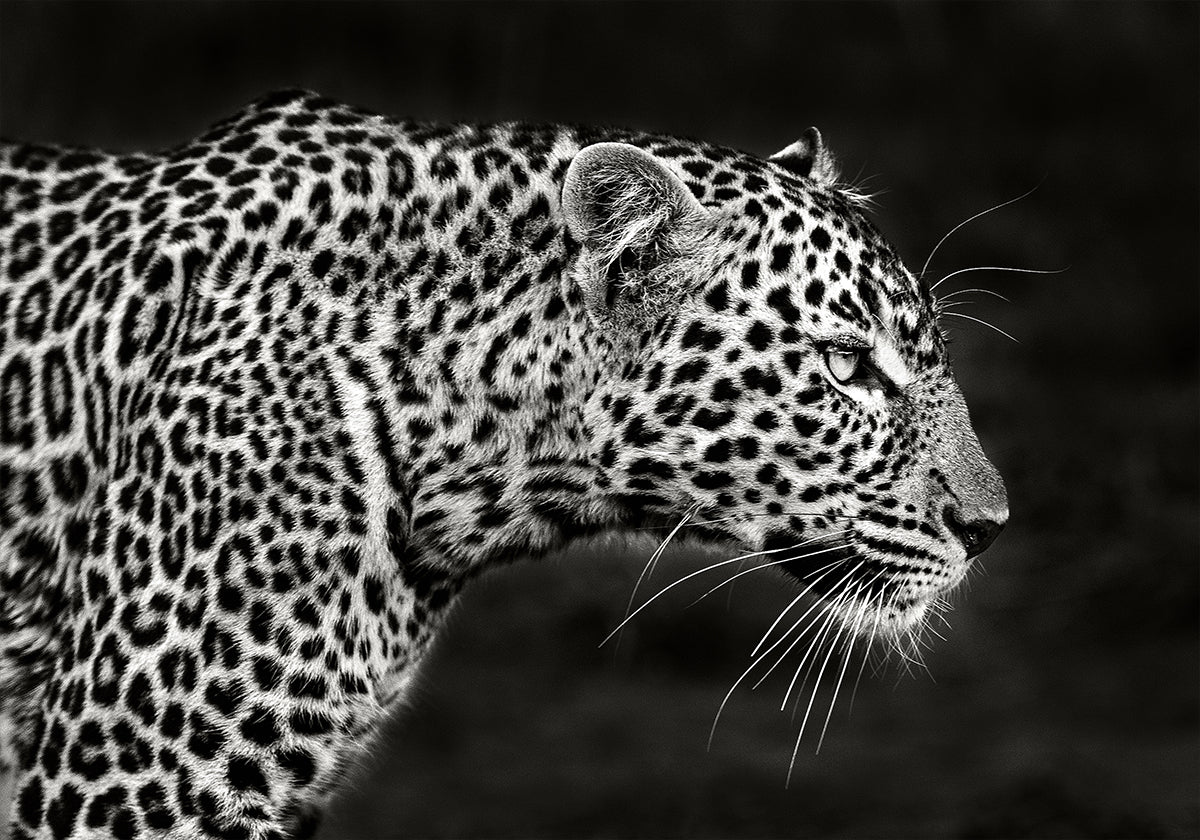 Leopard lähikuva juliste