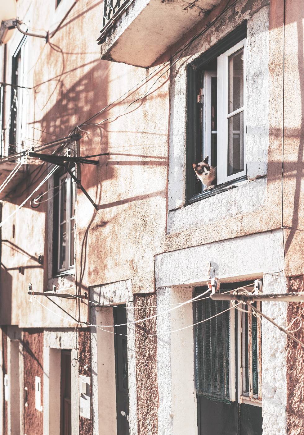 Curious Cat in the Old Town Window Plakat - Posterbox.no