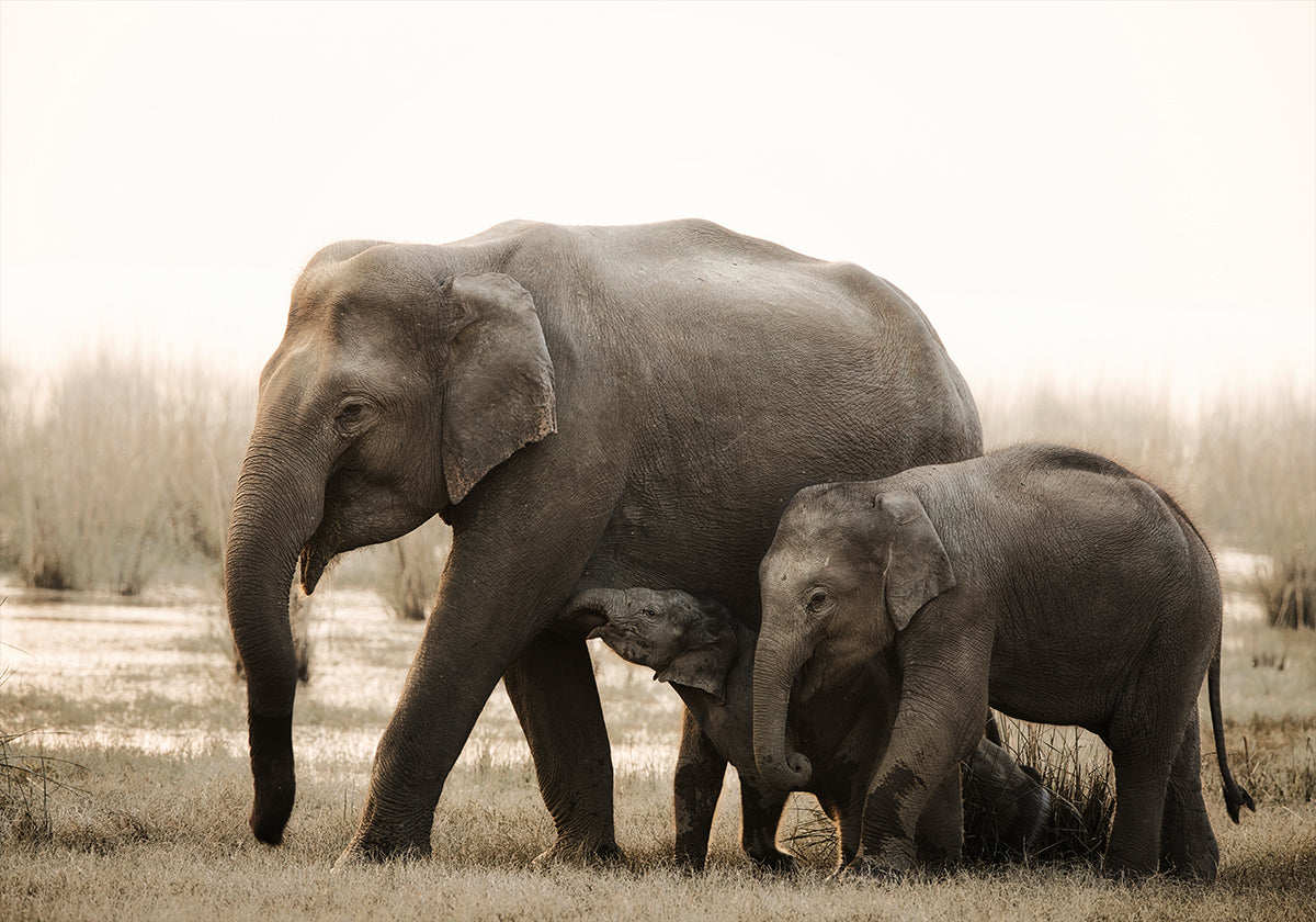 perheen muotokuva juliste