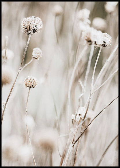 Dried Spring Flowers Plakat - Posterbox.no