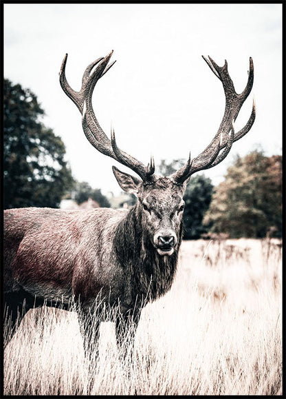 Wild Stag Plakat - Posterbox.no