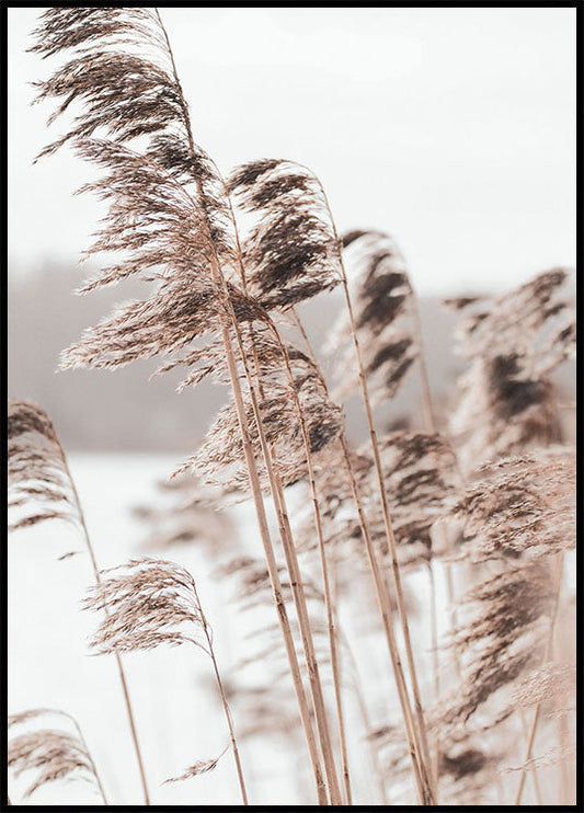 Wild Grass Tall Plakat - Posterbox.no