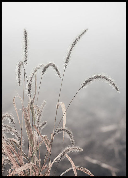 Grass Plants Plakat - Posterbox.no