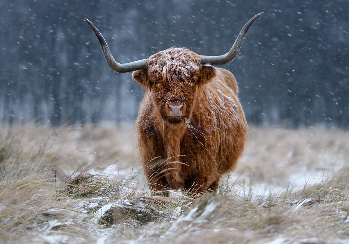 Snowy Highlandin lehmä