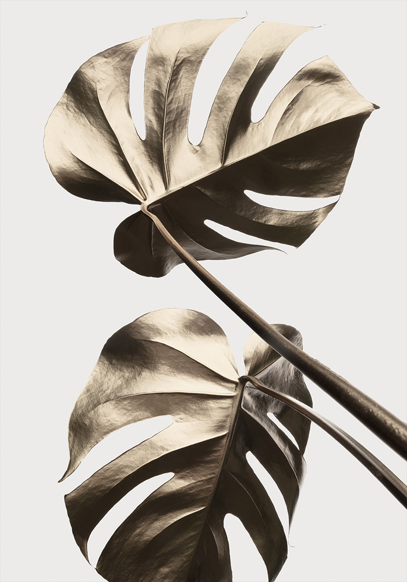 Monstera Gold 08 -juliste