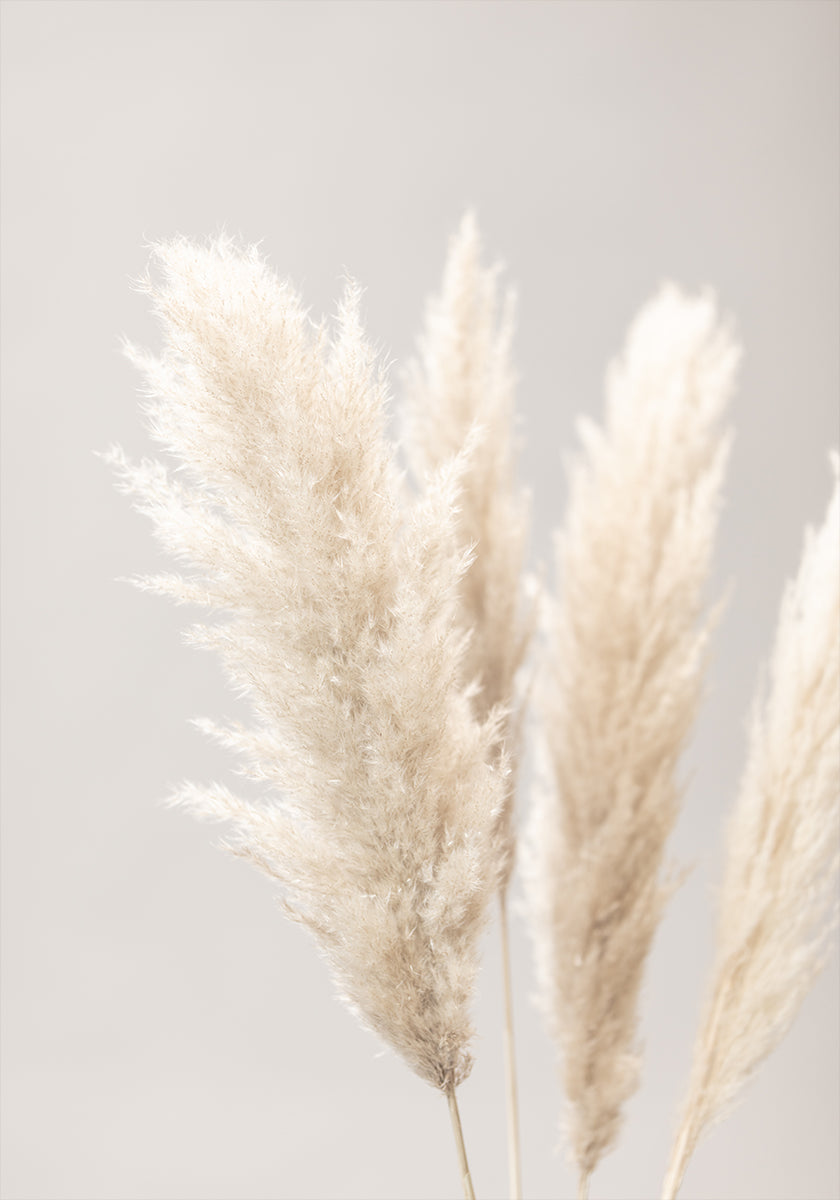 Pampas Grass Grey 02 juliste