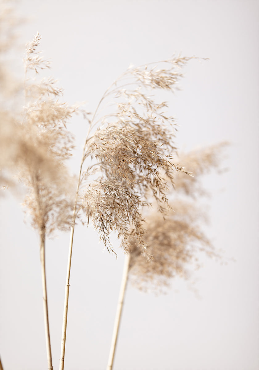 Reed Grass Grey 09 juliste