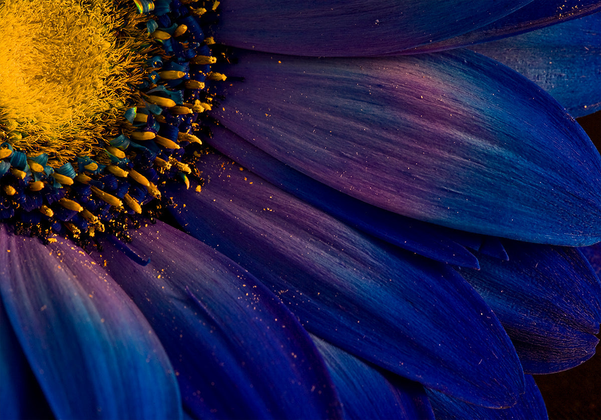 Blue Rays juliste