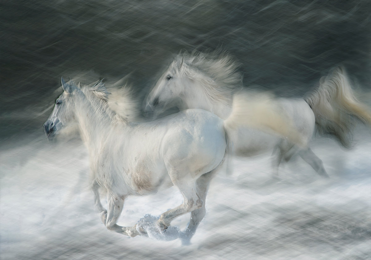 laukkaa kaksintaistelussa Juliste