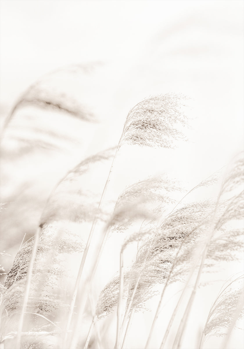 REED juliste