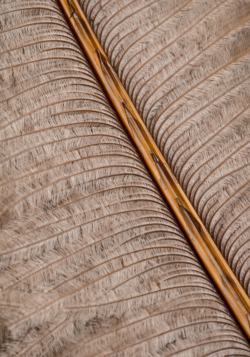 Feather_007 juliste