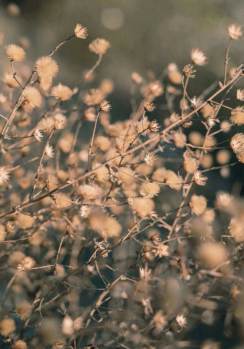 Beach flowers_003 Juliste