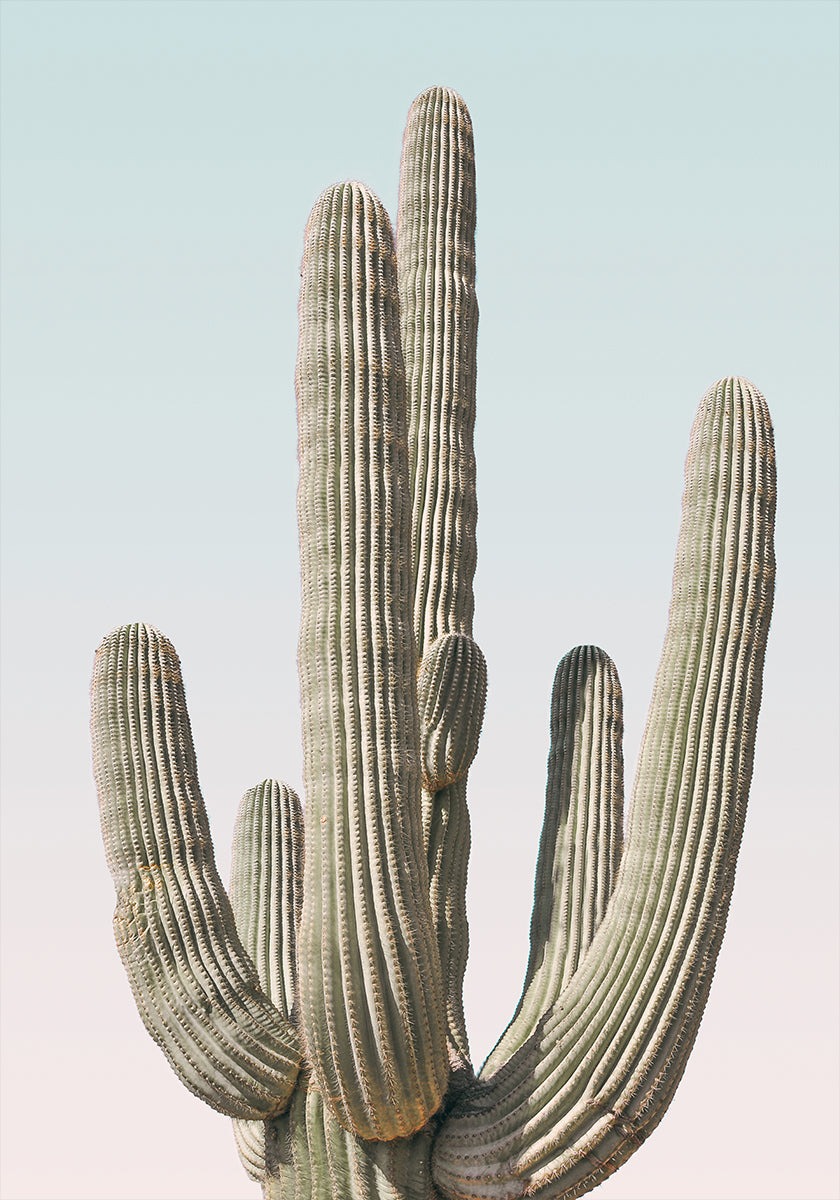 Saguaro juliste