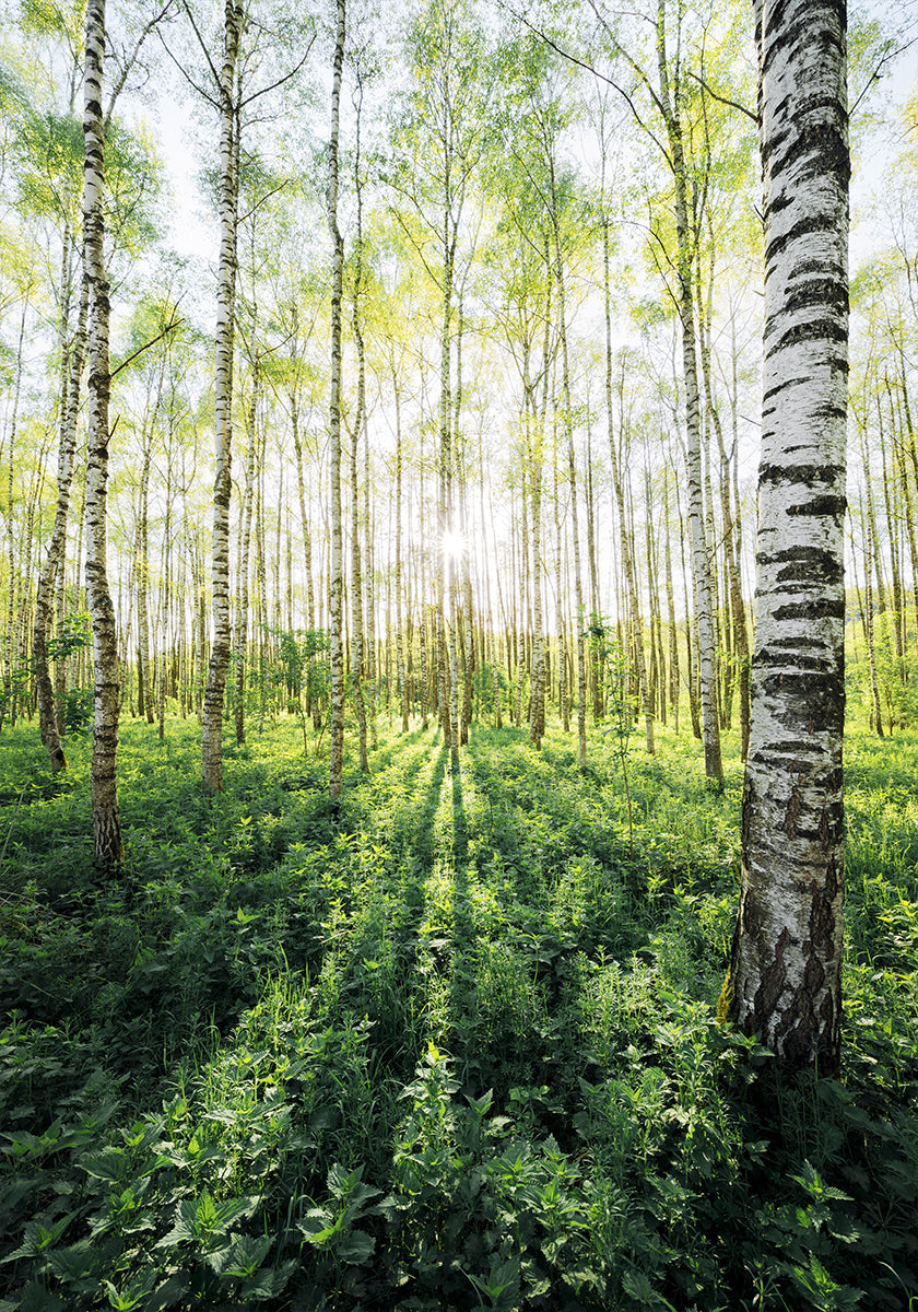 Birch Grove pystysuora