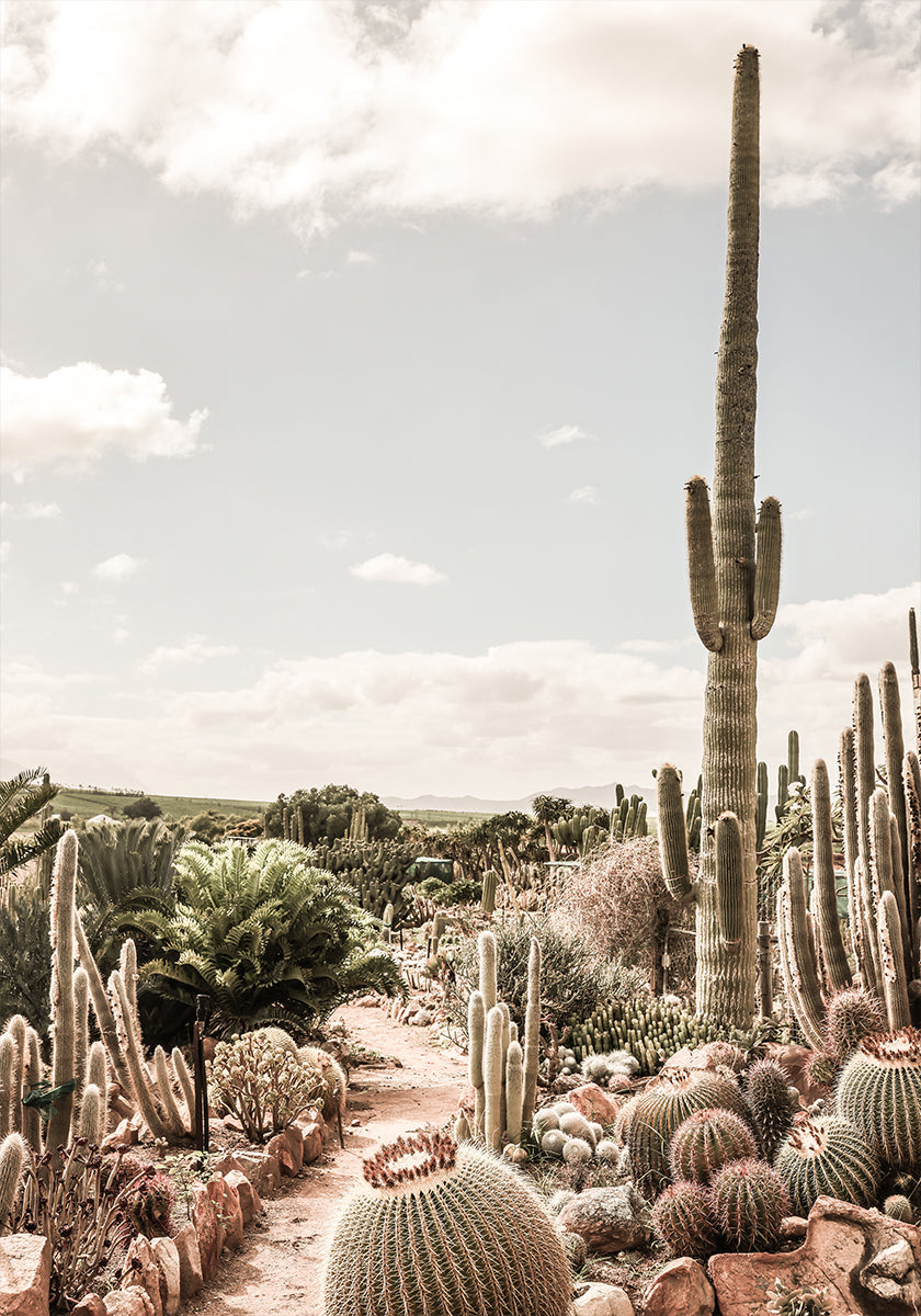 Cactus Farm -juliste