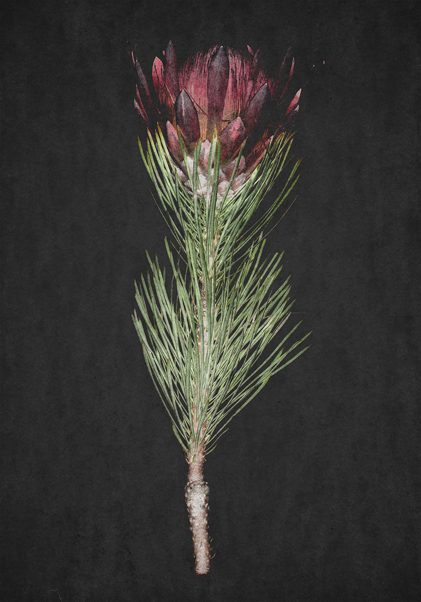 Protea Serenity -juliste