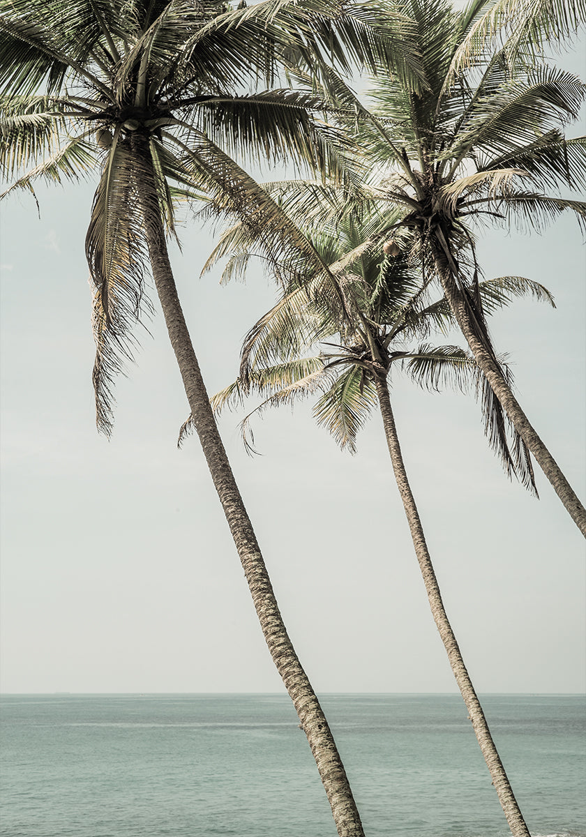 Ocean Breeze Palms -juliste