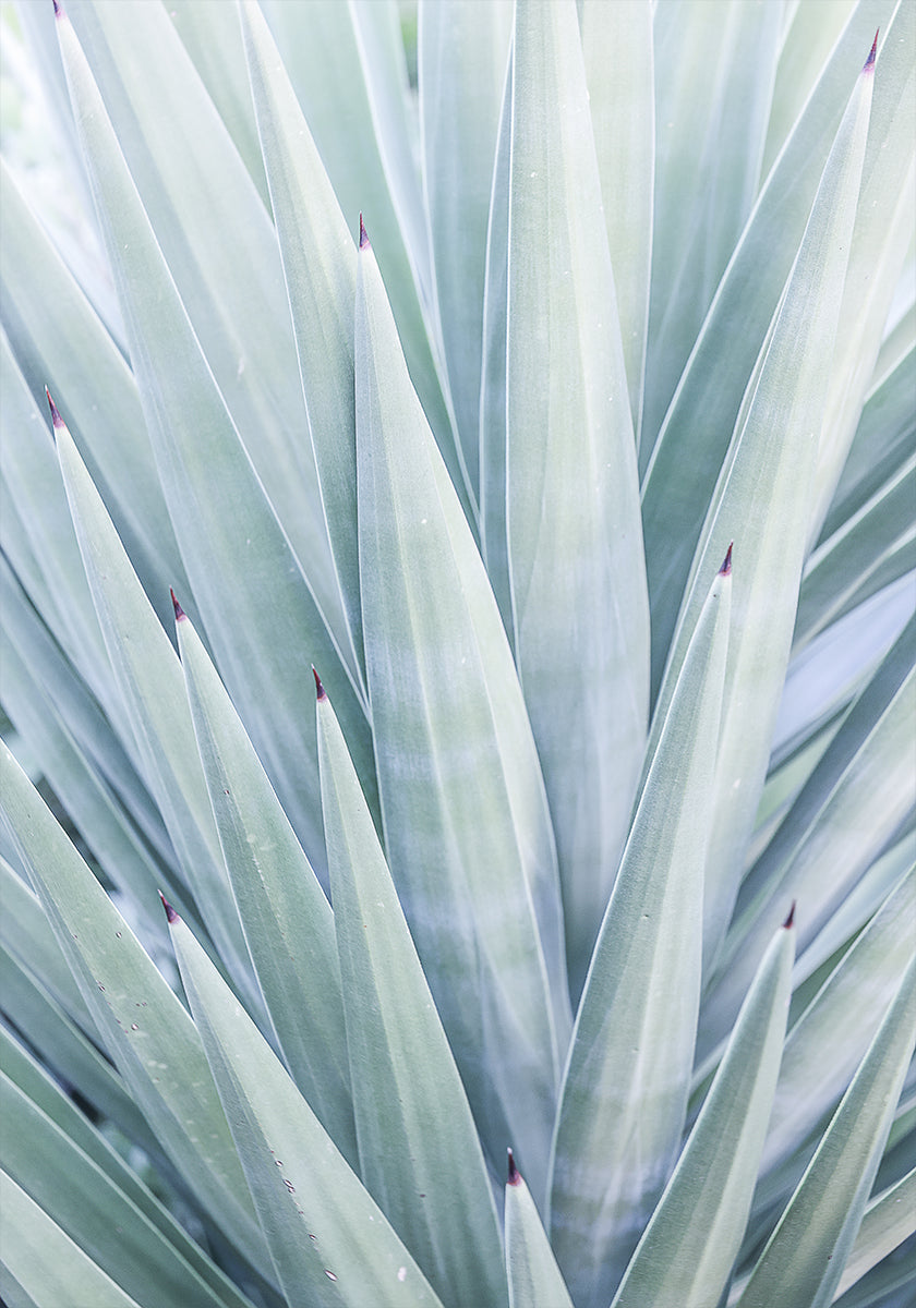 Azure Agave -tanssi