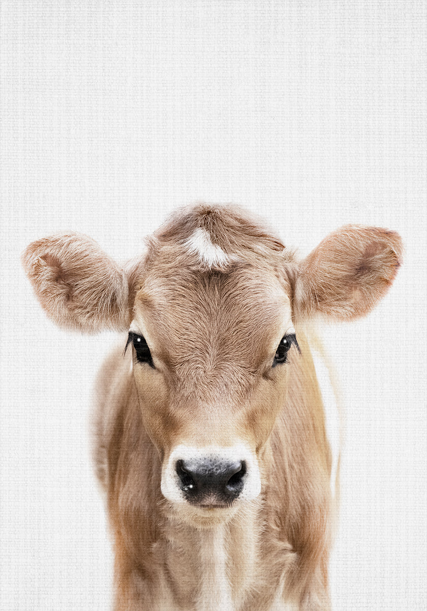 Peekaboo Baby Cow -juliste